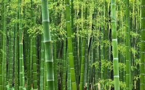 bamboo 意思|bamboo中文，bamboo的意思，bamboo翻譯及用法